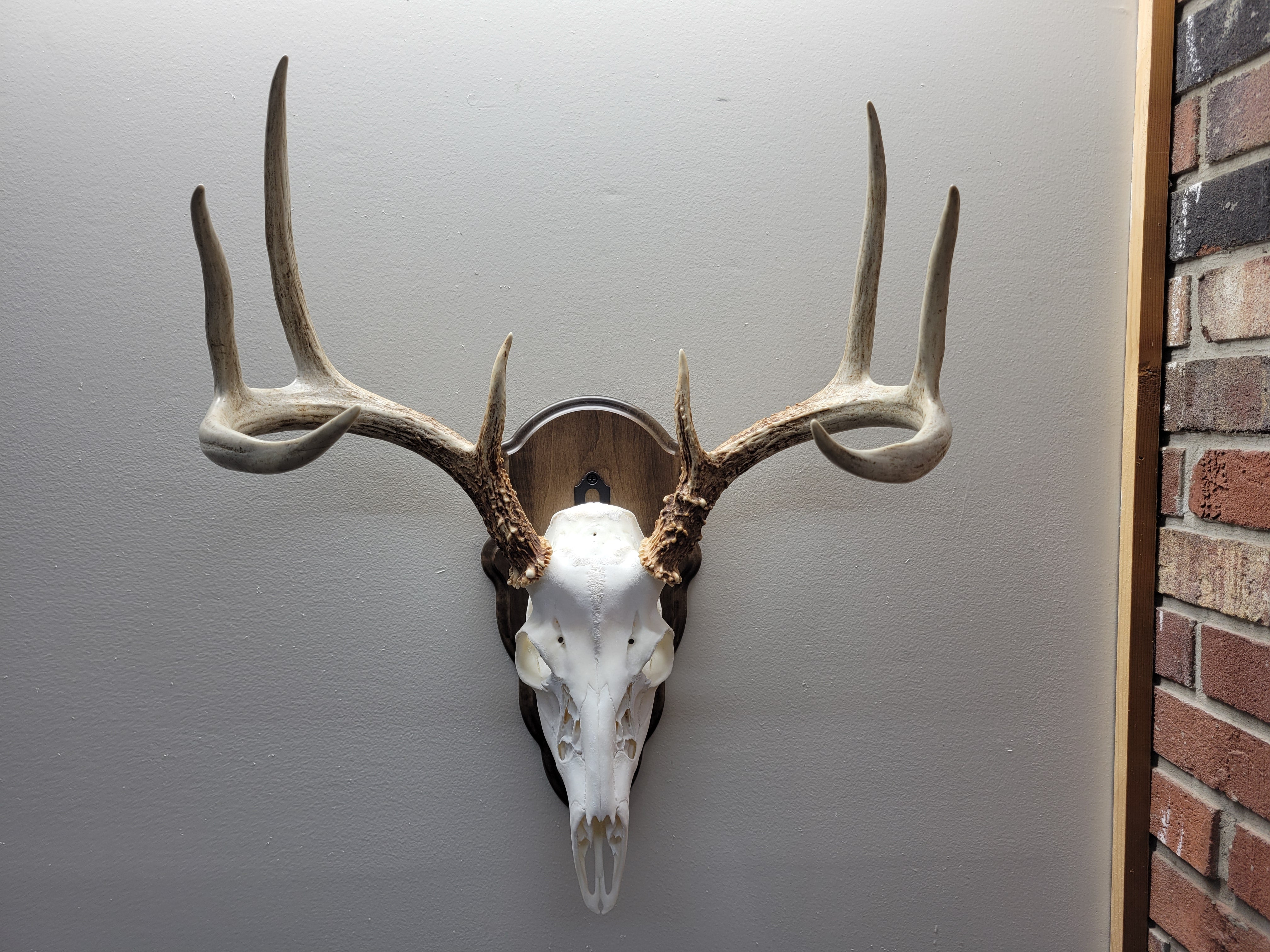 Cauff Deer Skull Mount Face Plate β Maple Wood Plate with Walnut Finish (European-Style, Hardware Included)