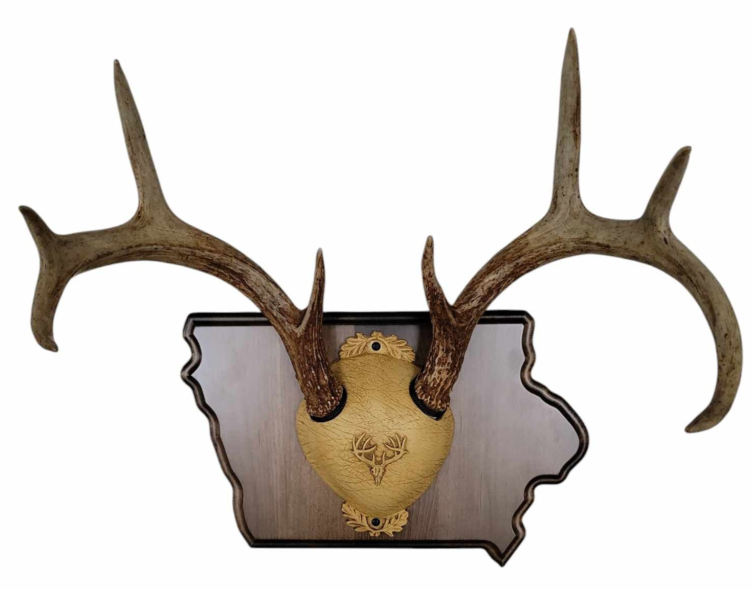 Whitetail Deer Antler Mounting Kit, Solid Wood Plaque, Includes All Mounting Hardware Iowa Walnut Finish - Cauff.com LLC