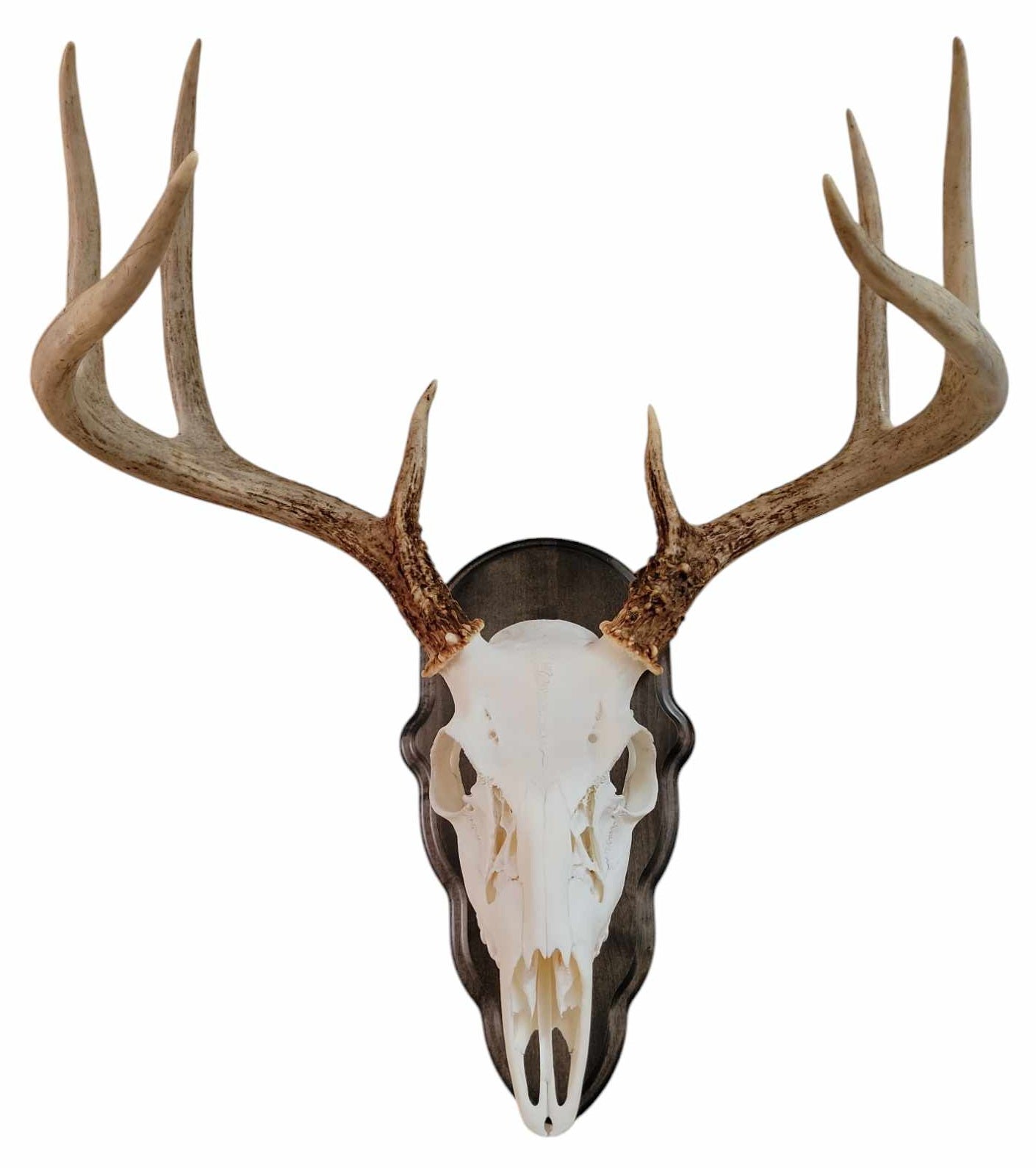 Gray wood deer skull mount face plate with mounting hardware by Cauff for European-style whitetail skulls
