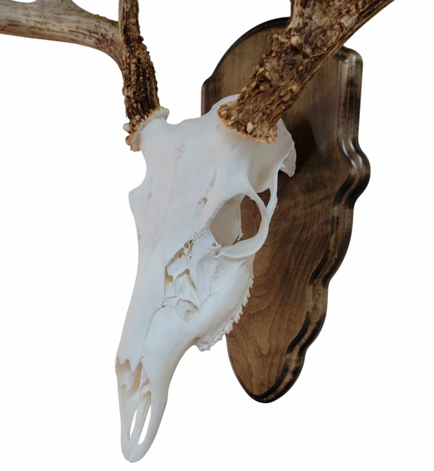 Maple wood deer skull mount face plate with walnut finish and mounting hardware by Cauff