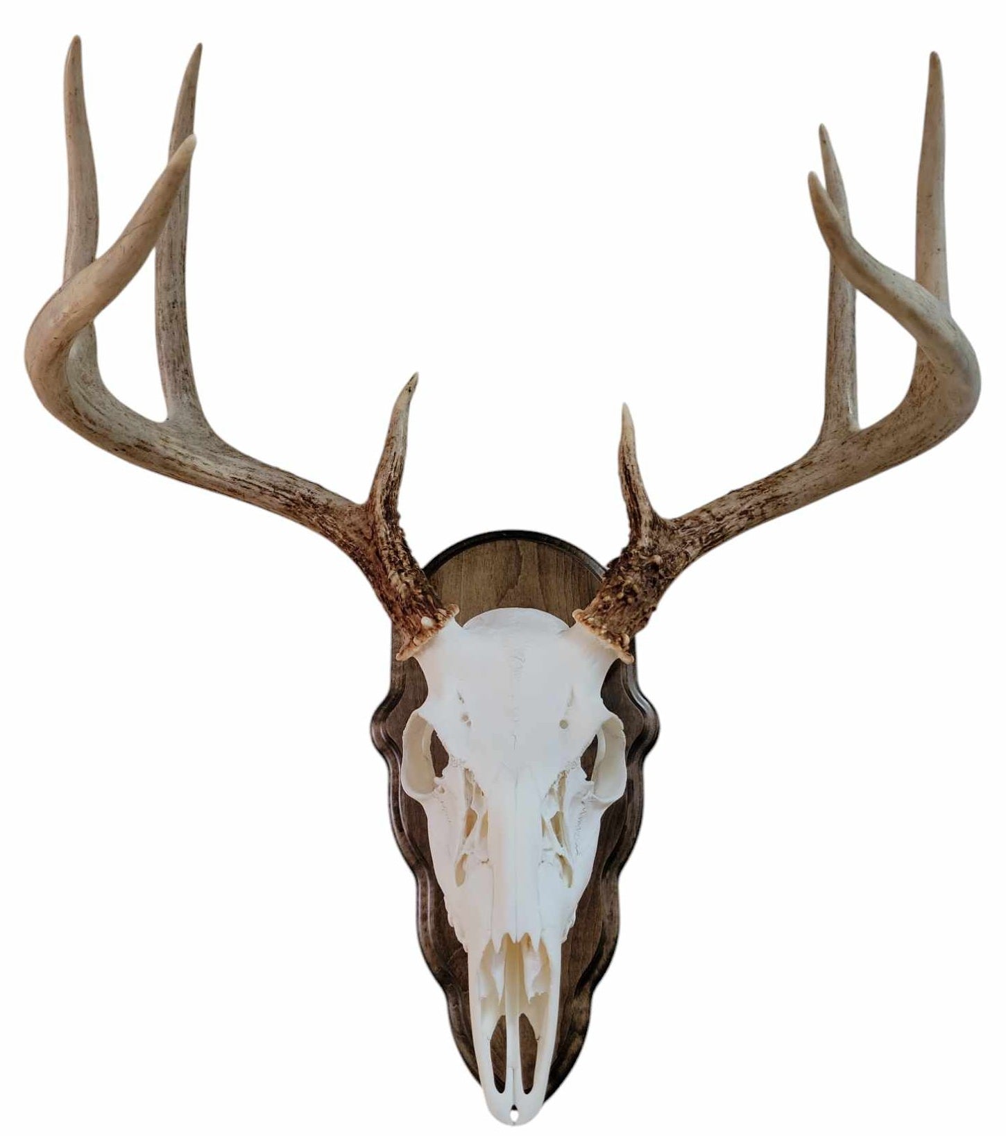 Whitetail deer skull wall mount display on walnut plaque