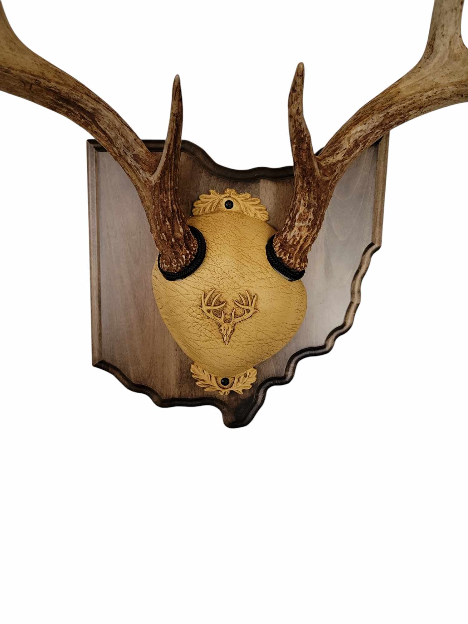 Whitetail Deer Antler Mounting Kit, Solid Wood Plaque, Includes All Mounting Hardware Ohio Walnut Finish - Cauff.com LLC