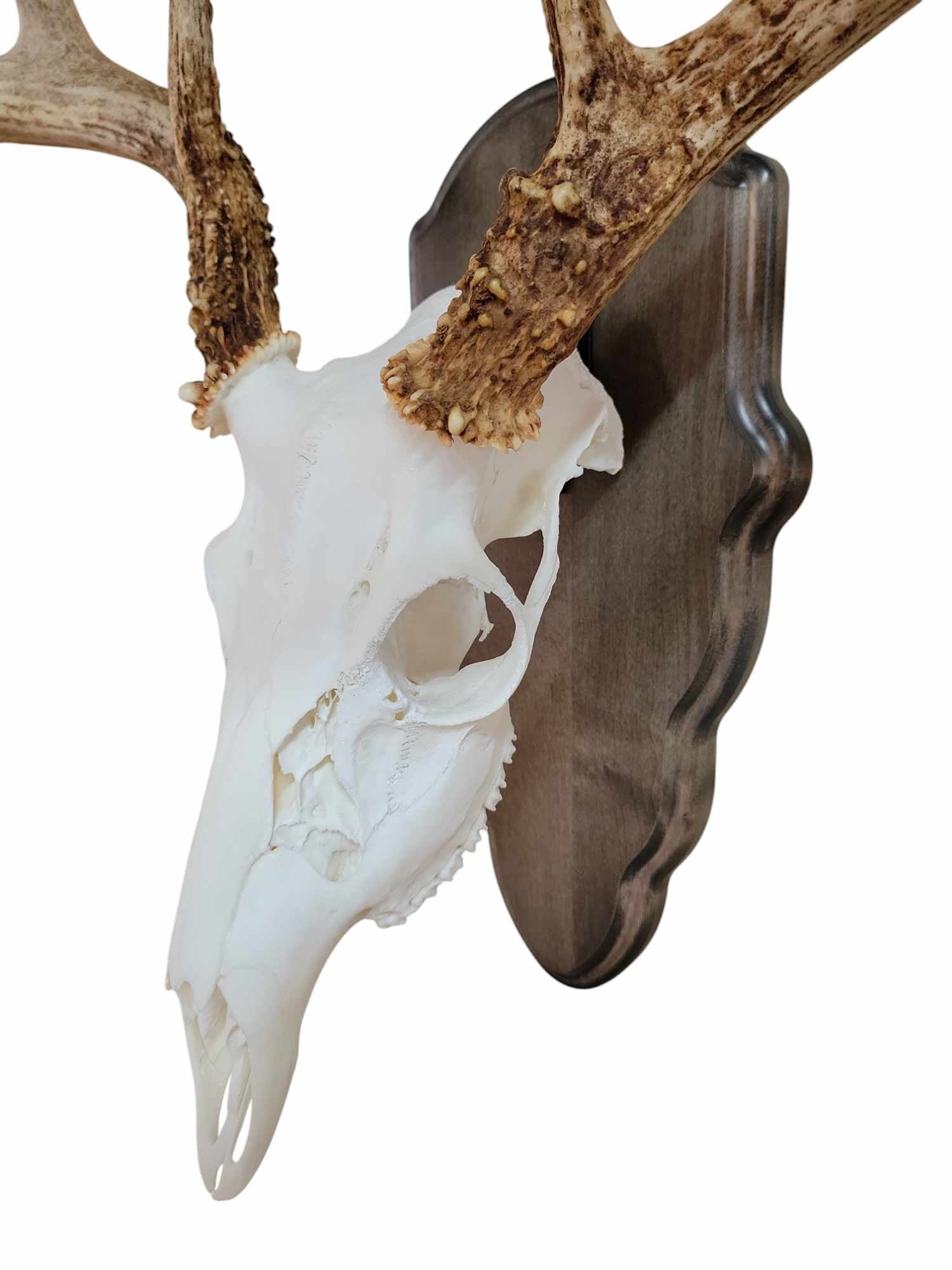 Gray wood deer skull mount face plate with mounting hardware by Cauff for European-style whitetail skulls