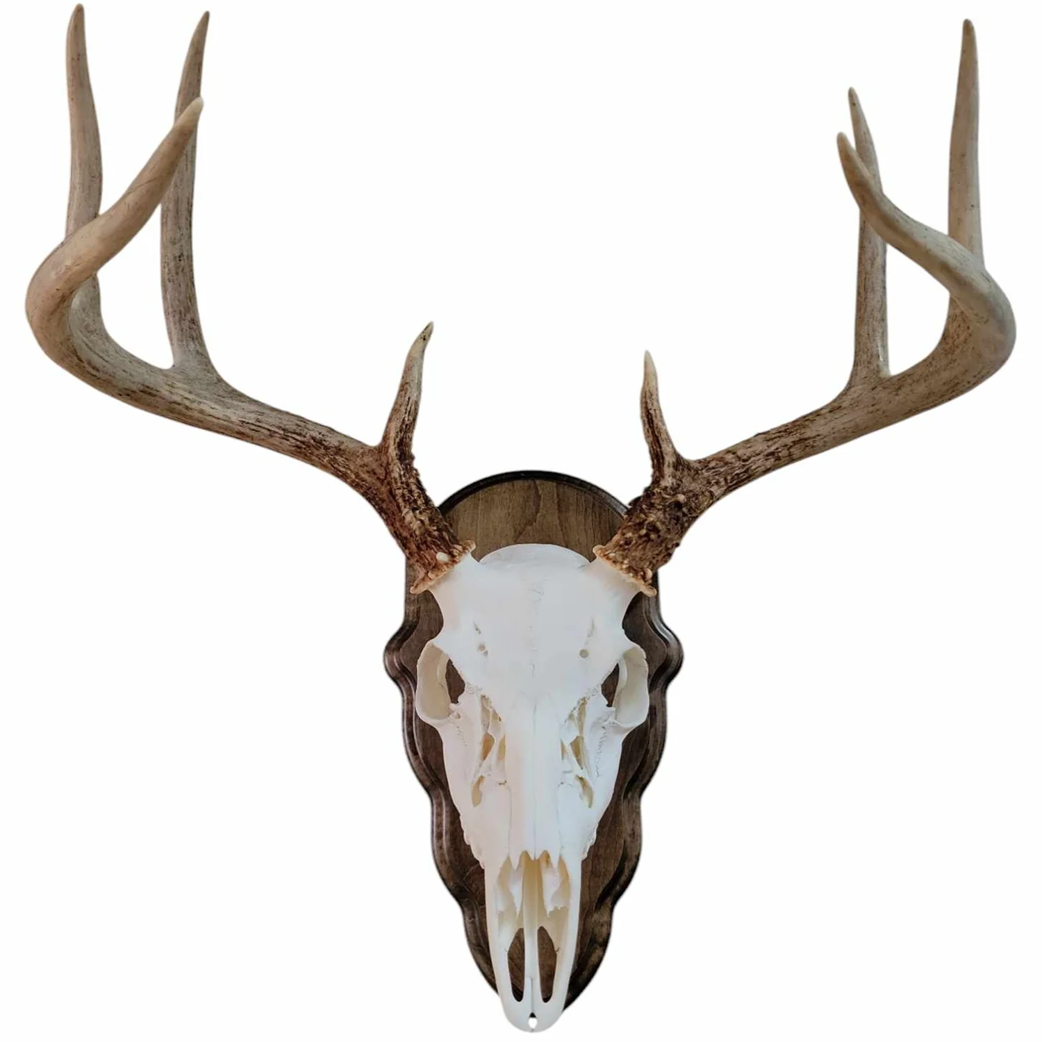 "Cauff whitetail deer European mount kits on solid wood plaques"