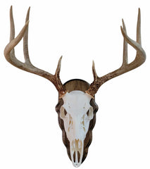 Deer Skull Mount Face Plate with Mounting Hardware, European Style, Whitetail- Walnut Finish