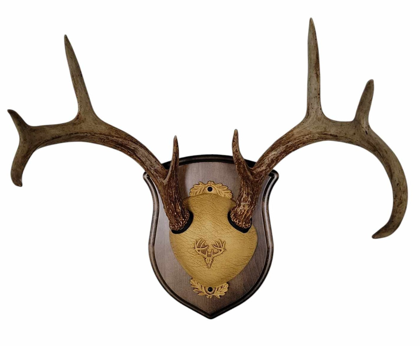 Cauff walnut finished solid-wood deer antler mounting plaque with included hardware for whitetail skull display