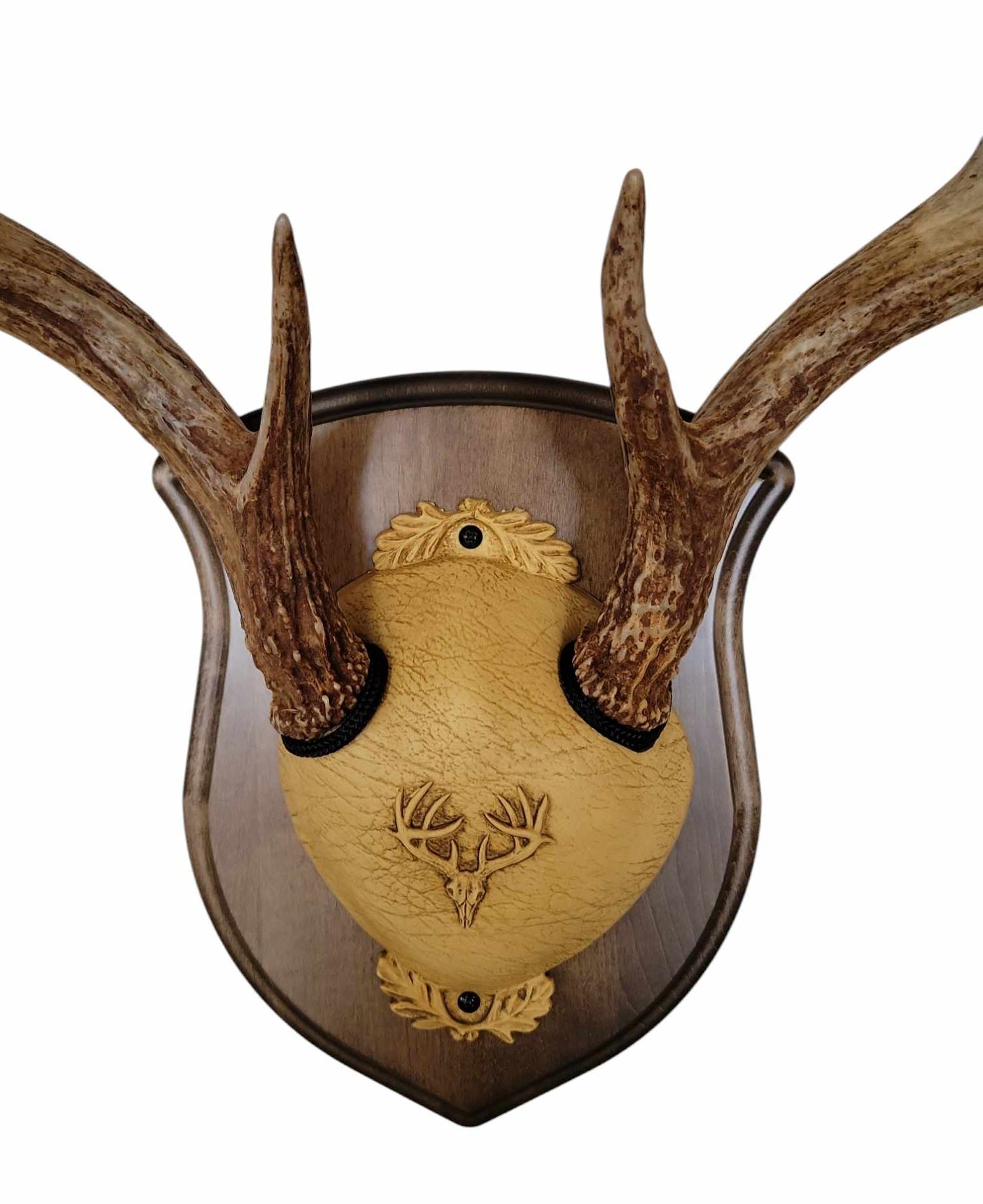Cauff walnut finished solid-wood deer antler mounting plaque with included hardware for whitetail skull display