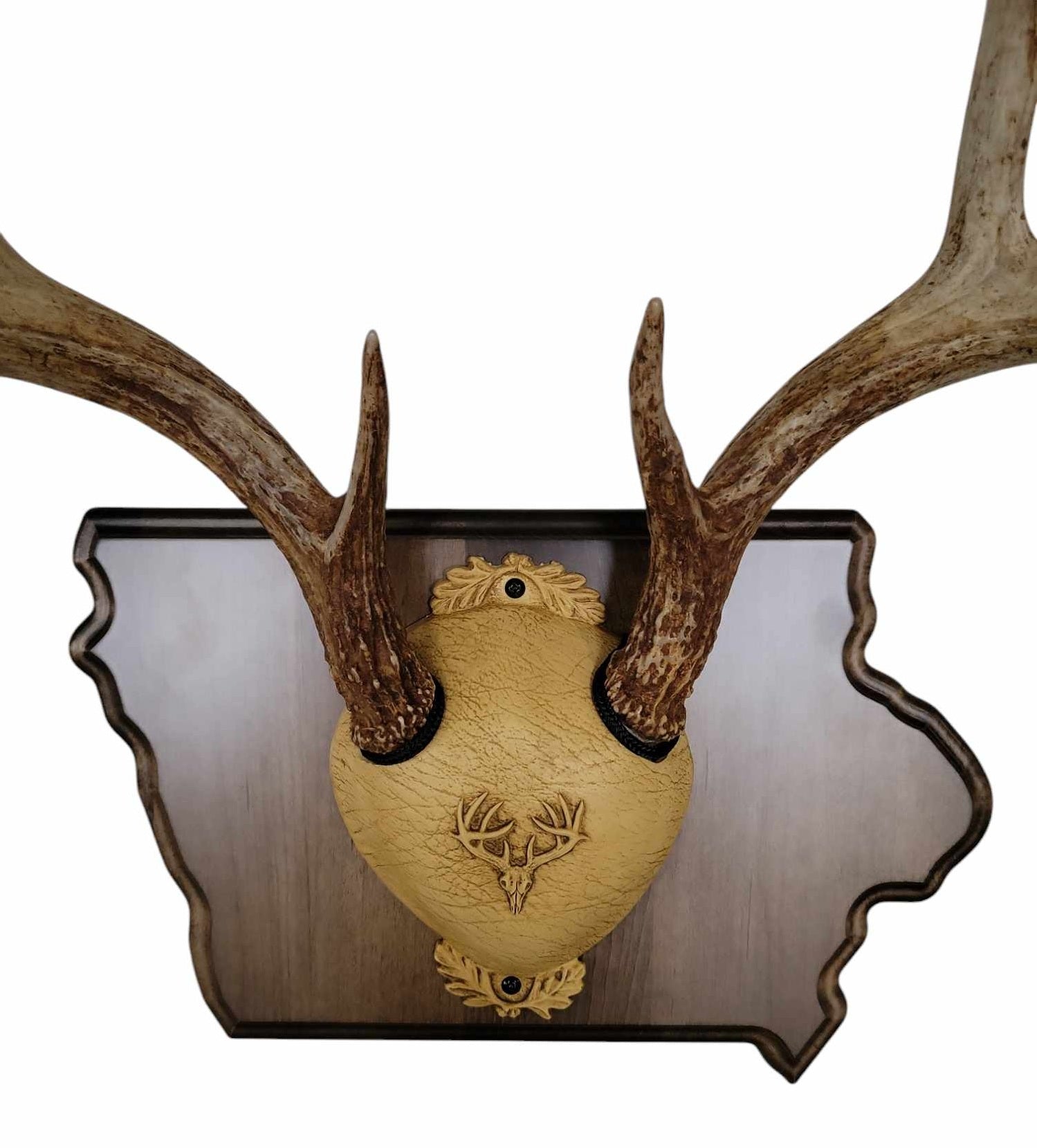 Whitetail Deer Antler Mounting Kit, Solid Wood Plaque, Includes All Mounting Hardware Iowa Walnut Finish - Cauff.com LLC