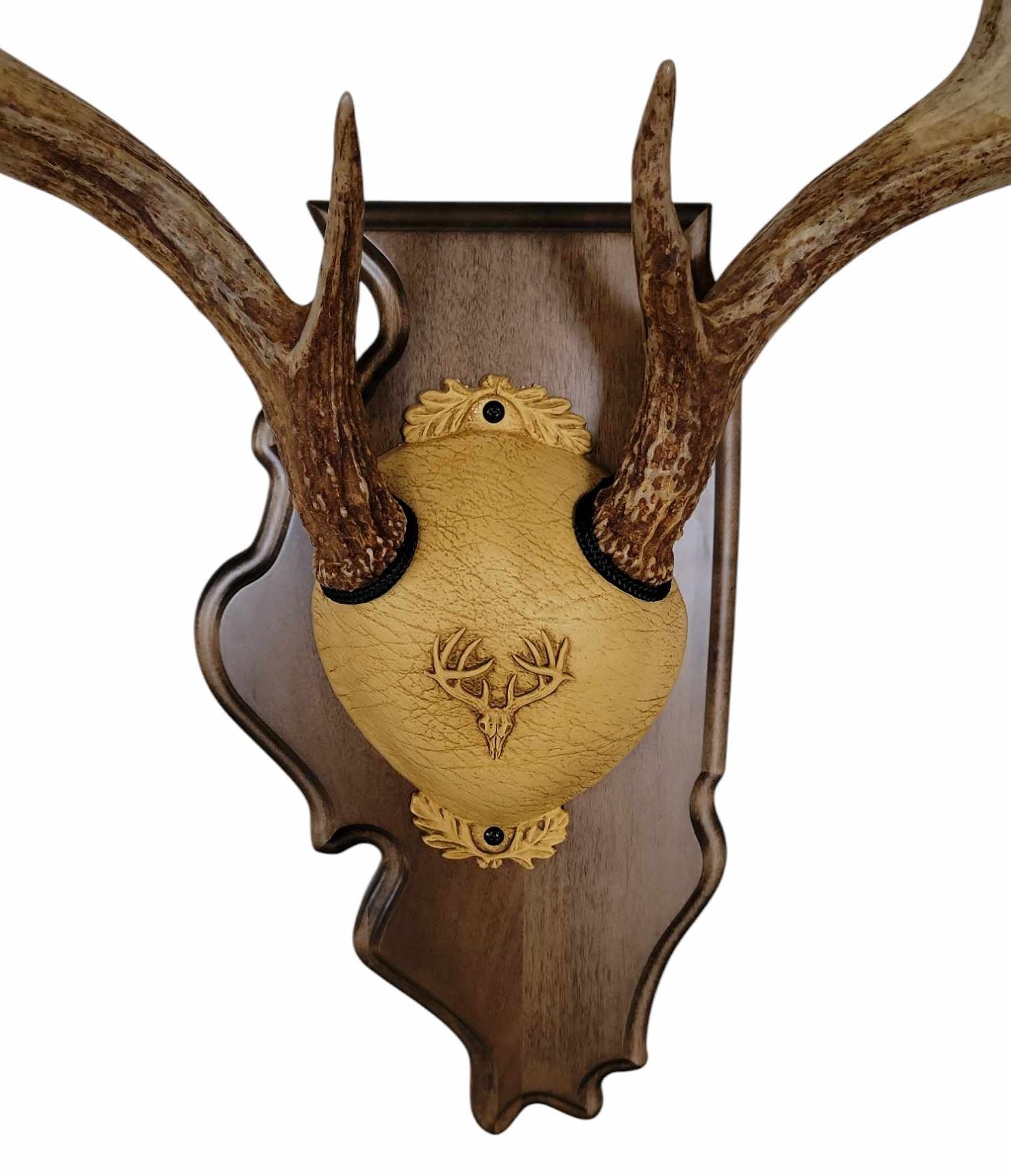 Whitetail Deer Antler Mounting Kit, Solid Wood Plaque, Includes All Mounting Hardware Illinois Walnut Finish - Cauff.com LLC