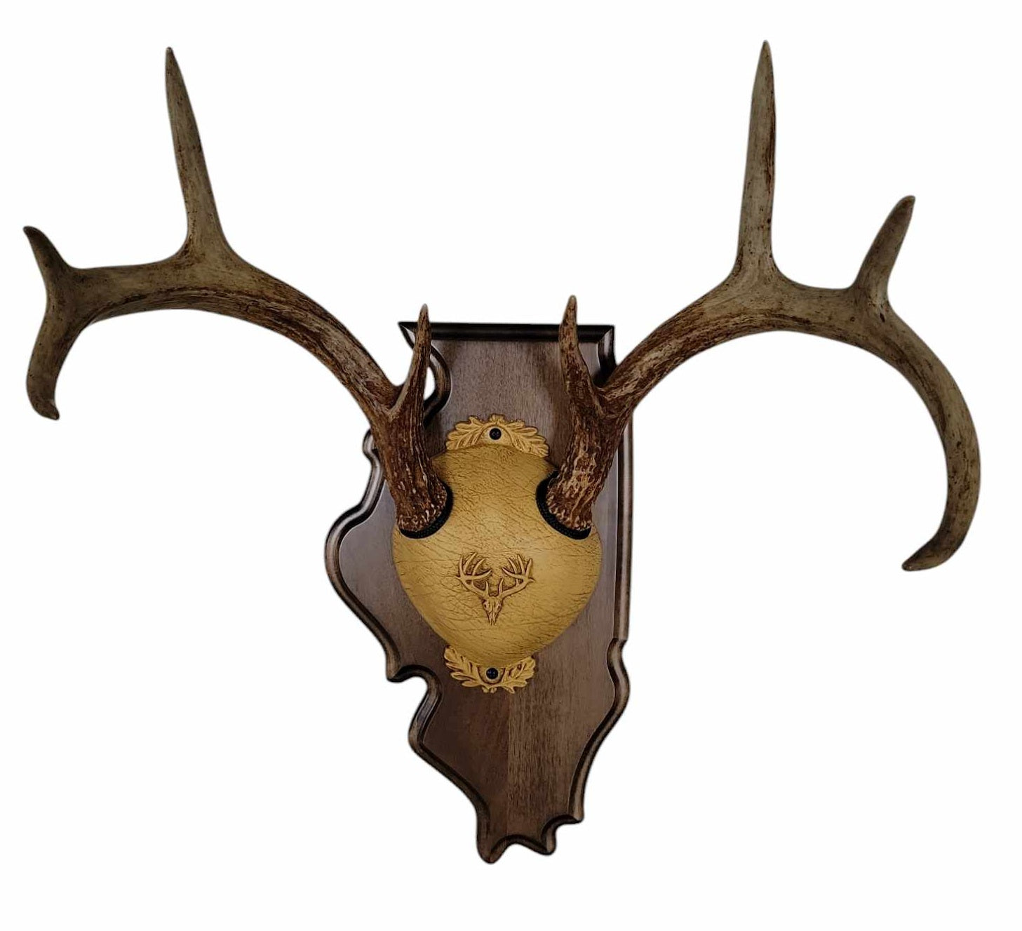 Whitetail Deer Antler Mounting Kit, Solid Wood Plaque, Includes All Mounting Hardware Illinois Walnut Finish - Cauff.com LLC