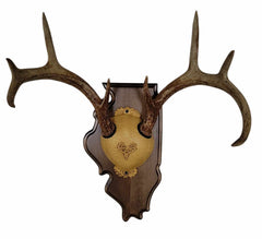 Whitetail Deer Antler Mounting Kit, Solid Wood Plaque, Includes All Mounting Hardware Illinois Walnut Finish