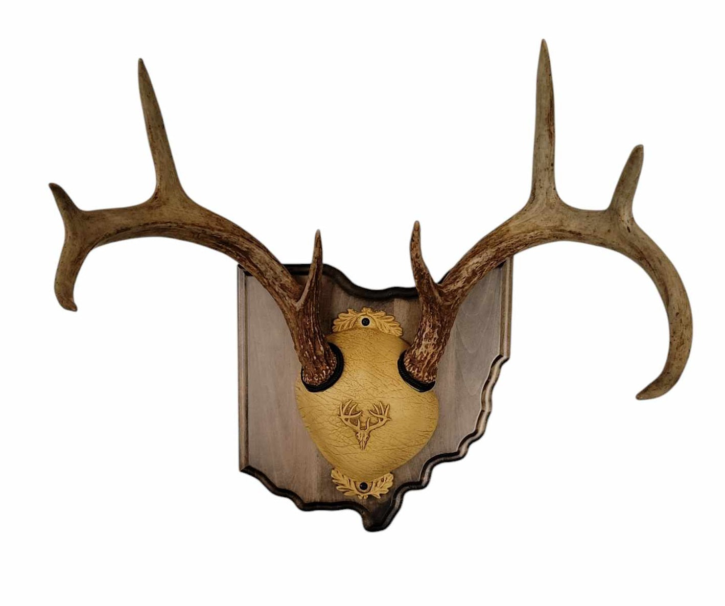 Whitetail Deer Antler Mounting Kit, Solid Wood Plaque, Includes All Mounting Hardware Ohio Walnut Finish - Cauff.com LLC