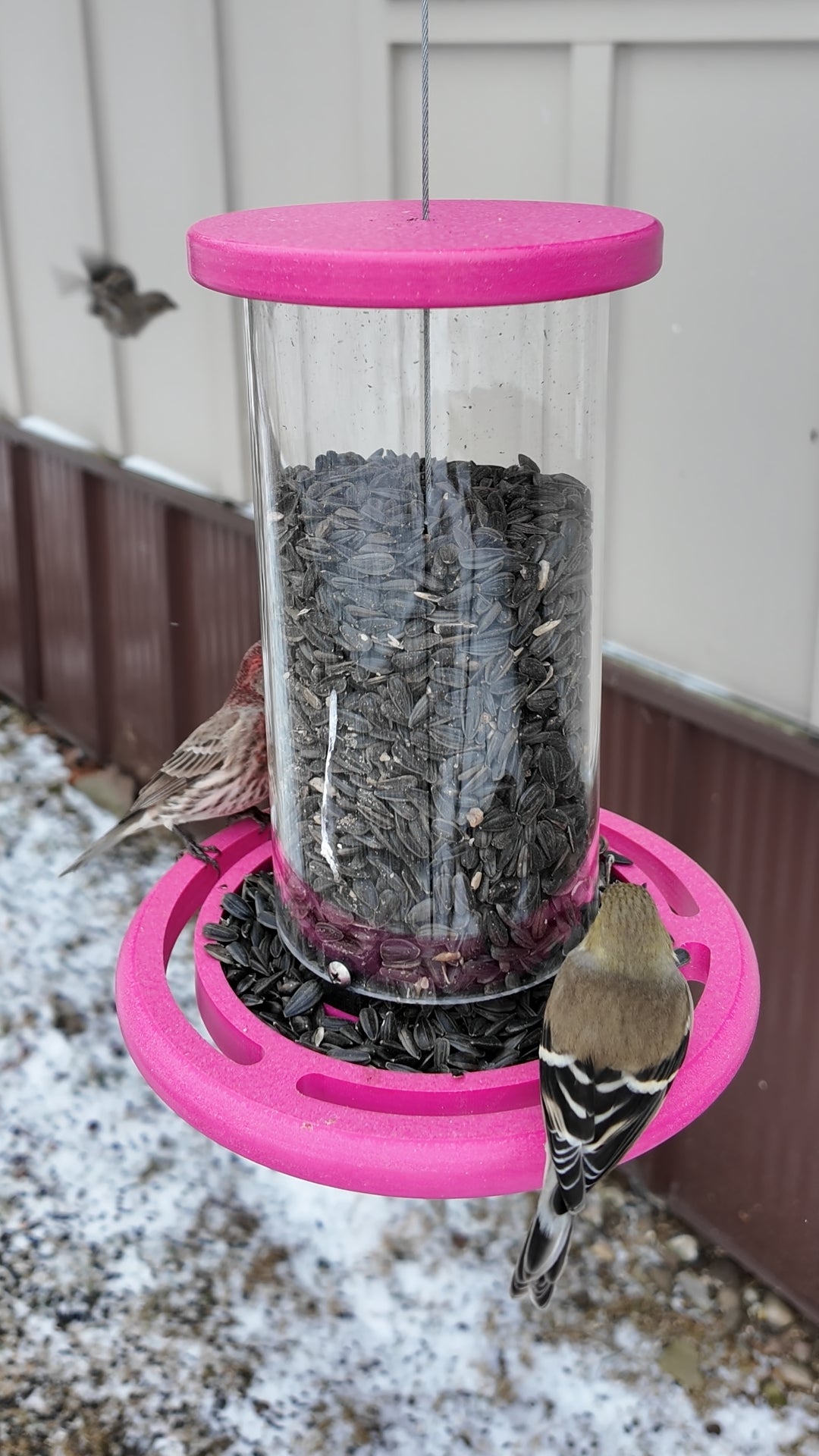 Heavy-Duty Bird Feeder Built for Real Outdoor Use, 5.5 Cup Capacity | Made in USA - Cauff.com LLC